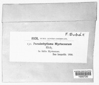 Image of Pseudorhytisma myrtacearum